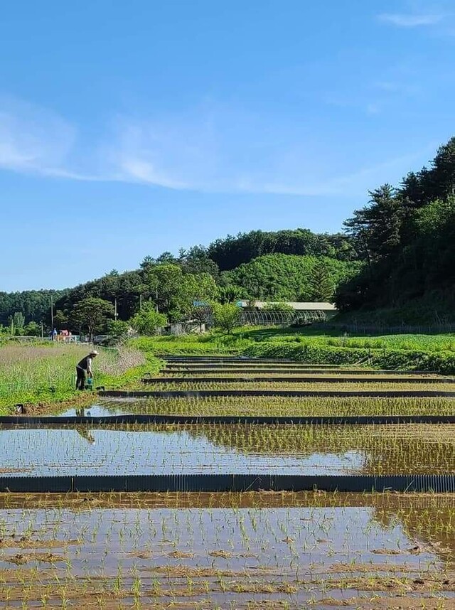 농진청 유기농업과에서 4년간 북방농업을 진행한 우리 논. 연구팀이 와서 벼를 심은 뒤 남편이 돌보고 있다. 논을 열 구간으로 나눠 각각 다른 방식으로 벼를 길렀다. 원혜덕 제공