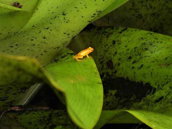 황금 로켓 개구리. 암컷만 황금색을 띤다. 사진 Susanbrauning