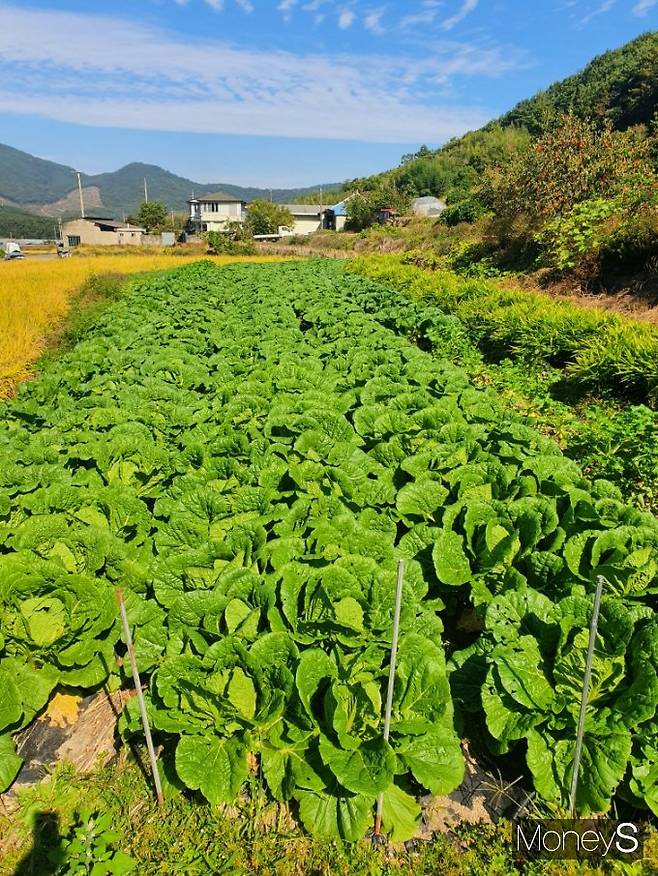 올해 전남지역 가을배추·가을무 재배면적은 전년보다 감소한 것으로 나타났다. 전남 담양 대덕면 문학리 배추 재배밭/사진=머니S DB.