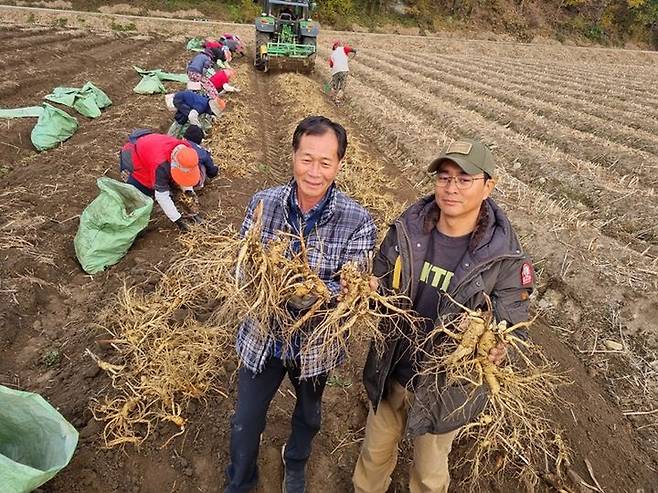 [횡성=뉴시스] 주동일 기자 = 25일 강원도 횡성군의 인삼밭에서 수확한 인삼을 들고 있는 경작인 이명우씨와 아들 이상철씨. 2023.10.25. *재판매 및 DB 금지