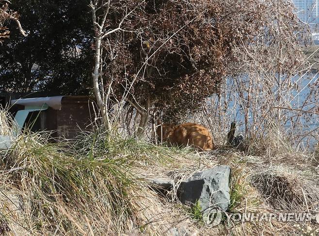 을숙도에 사는 고양이와 급식소 [연합뉴스 자료사진]