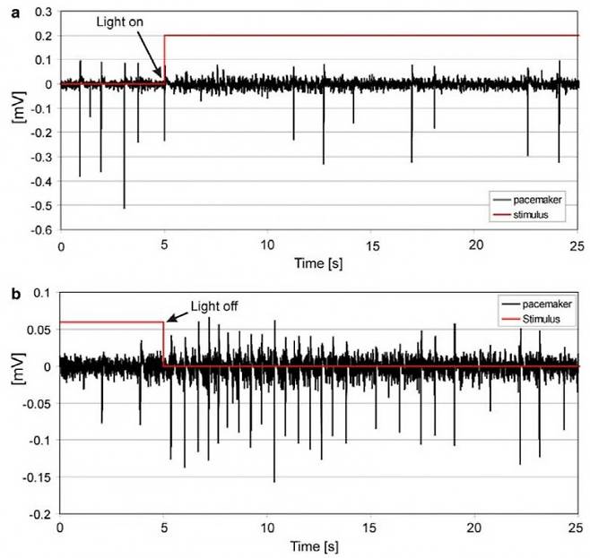 로팔리아에서 생성되는 swim pacemaker 전기신호가 빛 자극에 의해 변화하는 예시.