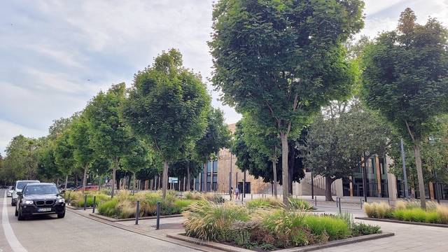 비스바덴 시내 가로수. 비스바덴 시에는 가로수 1만7000그루가 있다. 이 중 80%가 양버즘나무와 같은 활엽수다. 잘 관리된 나무는 시민과 관광객들의 마음을 편안하게 하고, 도시 경관을 품위 있게 가꿔준다.