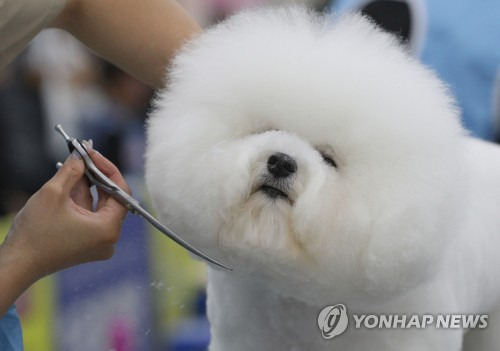 반려견 연합뉴스 자료사진