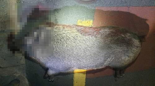 가을철 짝짓기 시기를 맞아 활동이 왕성해진 멧돼지들이 도심 곳곳에 출몰하고 있다. 사진=연합뉴스