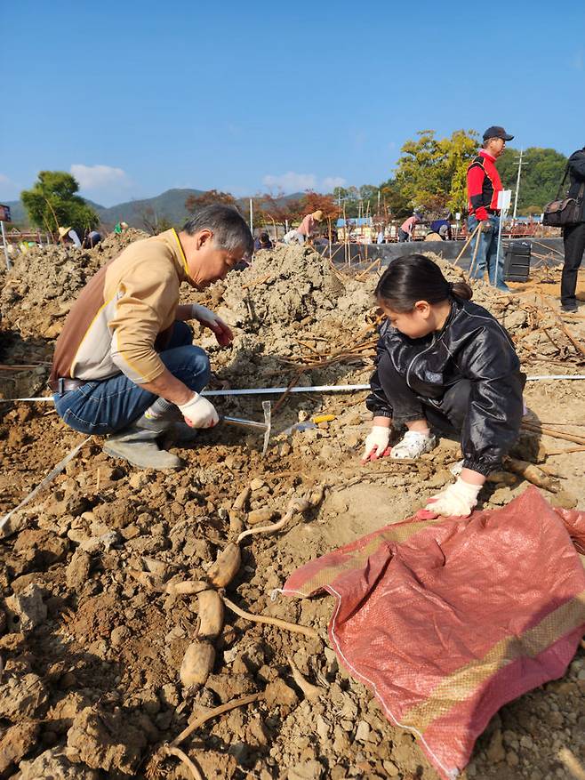 [밀양=뉴시스] 안지율 기자 = 28일 경남 밀양시 부북면 밀양아리나 인근 연꽃단지에서 열린 연근 캐기 체험 행사 참가자들이 연근 캐기를 하고 있다. (사진=밀양시 제공) 2023.10.28. photo@newsis.com  *재판매 및 DB 금지