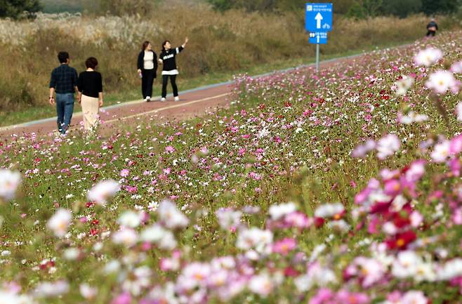 26일 광주 북구 영산강 둔치에서 시민들이 가을꽃 코스모스가 만발한 산책길을 걷고 있다. 연합뉴스