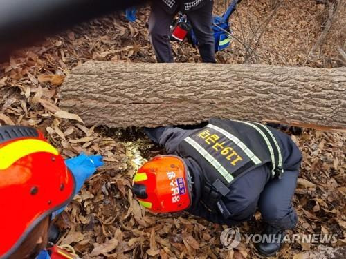 벌목장 사고(※본 기사와 관련 없음) [연합뉴스 자료사진]