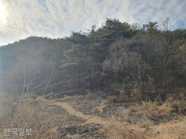 방화범이 지른 산불로 경북 울진군 기성면 정명리 야산이 검게 그을려 있다. 한국일보 자료사진