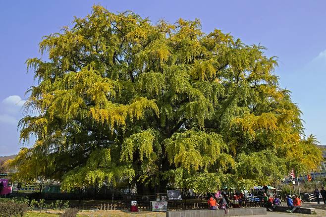 인천 장수동 은행나무