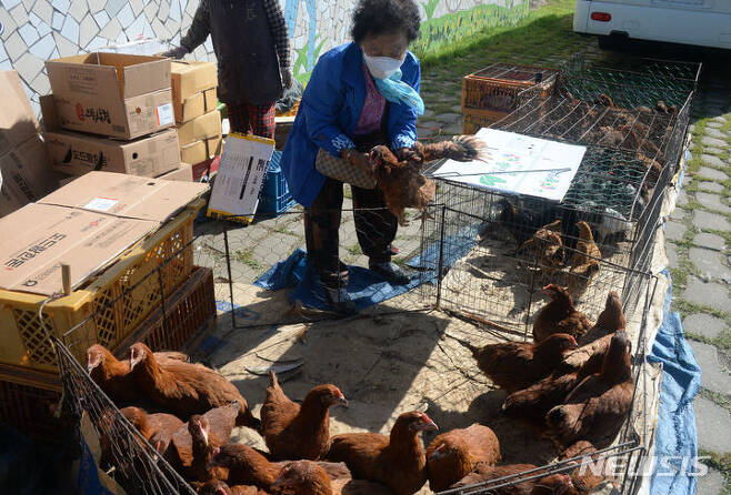 [정읍=뉴시스] 김얼 기자 = 27일 전북 정읍시에 위치한 샘고을시장의 주차장 한켠에는 닭, 오리, 꿩, 토끼등을 판매하는 동물시장이 마련되어 있다. 사진은 동물시장에서 닭을 구매하는 시민. 2023.10.27. pmkeul@newsis.com