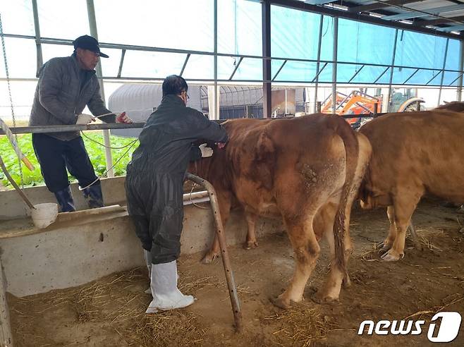 럼피스킨병이 발생한 충북 음성군 원남면 보천리 한우농장 10㎞ 방역대에 속한 증평군의 한 축산농가에서 백신 접종이 이뤄지고 있다.(증평군 제공)2023.10.26/뉴스1