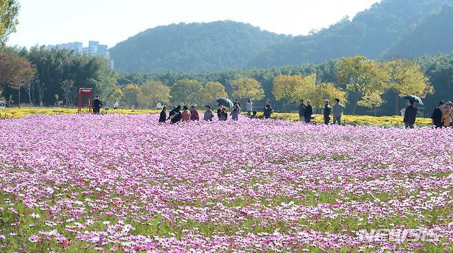 [울산=뉴시스] 배병수 기자 = 31일 오전 울산 중구 태화강국가정원에 코스모스가 활짝 펴 있다. 2023.10.31. bbs@newsis.com