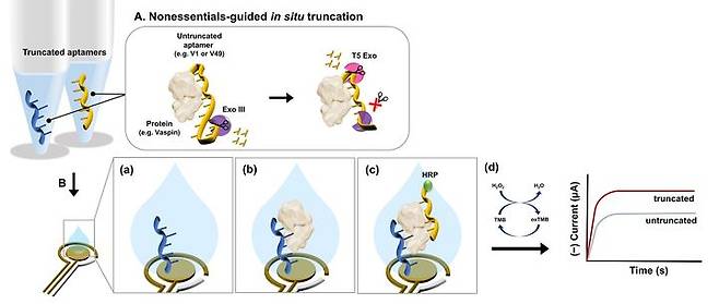 (A) 앱타머-단백질 결합체에 대한 새로운 nonessentials-guided in situ truncation 방법 (B) 최적화된 앱타머를 이용한 샌드위치 방식의 전기화학 앱타센서를 보여주는 도식. 결합 중요 부위를 가진 최적화된 앱타머를 이용함으로써, 바이오센서의 검출 신호가 증가함을 보여줌. (사진=고려대 제공) *재판매 및 DB 금지