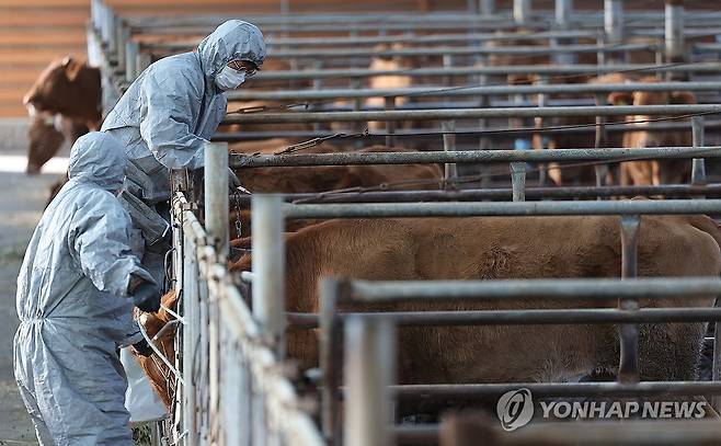 '럼피스킨병 막아라' 긴급 백신접종 (경산=연합뉴스) 윤관식 기자 = 1일 경북 경산시 한 축사에서 경산시 공수의가 럼피스킨병 백신을 접종하고 있다. 2023.11.1 psik@yna.co.kr