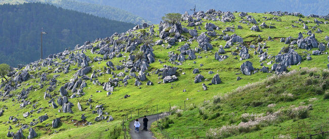 에히메현의 명소인 시코쿠 카르스트. 산 정상의 고원지대에 노출된 석회암 바위가 마치 양 떼처럼 보인다.