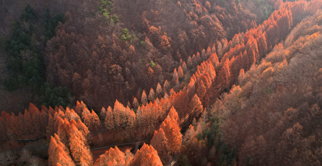 대전 장태산 휴양림의 메타세쿼이아 나무가 늦가을 단풍으로 붉게 물든 모습.