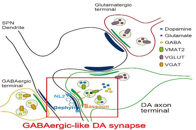 억제성 시냅스의 속성을 지닌 도파민 시냅스 모식도. 연구 그림 UNIST 제공