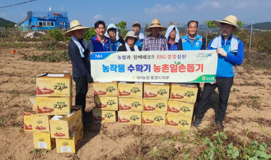 NH농협 경남 통영시지부 직원들이 한산면 추봉도에서 고구마 수확 일손돕기를 하고 있다.