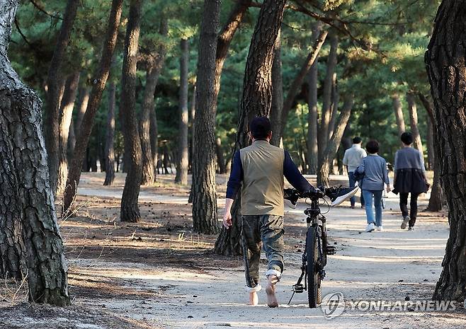 맨발로 걷기 좋은 강릉 송정해변 송림 [연합뉴스 자료사진]