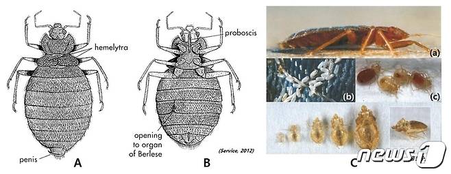 빈대 형태적 특성(부산시청 제공)