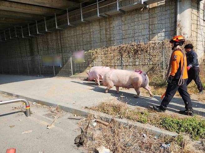 2일 오전 10시 31분께 1t 트럭에서 떨어진 돼지가 소방대원들의 유도에 따라 도축장으로 이동하고 있다. (대구소방안전본부 제공) 2023.11.03