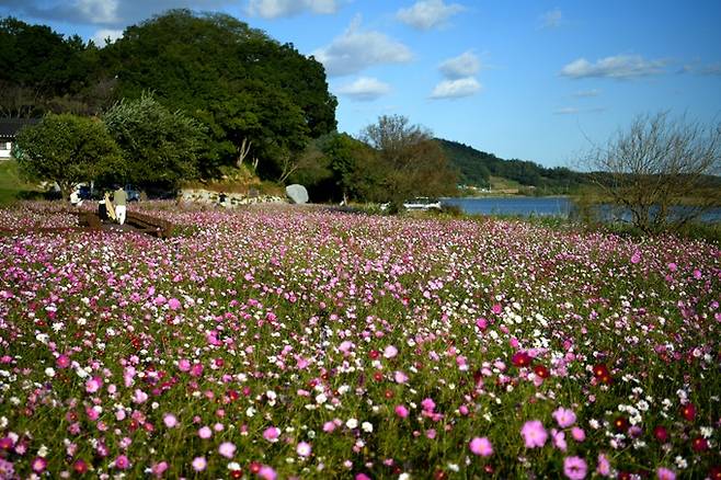 몽탄포구 코스모스.