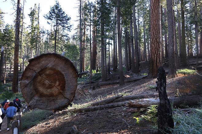 미국 캘리포니아 요세미티국립공원 마리포사 숲에서 2023년 10월7일 불에 타고 남은 나무 밑동(맨 앞 오른쪽) 등 화마에 그을린 흔적 사이로 탐방객들이 지나가고 있다. 2022년 7월 워시번 화재가 남긴 상처다. 지름이 사람 키보다 훨씬 큰 나무가 대형산불 예방 목적으로 베어져 쓰러져 있다.