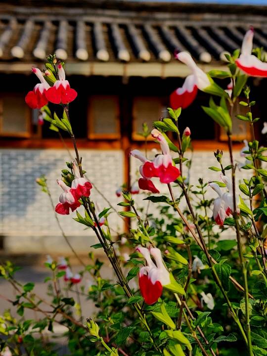 경기도 양평 큰기와두부집 앞 한옥을 배경으로 늦가을에 꽃을 피운 핫립세이지. 허브의 대표주자인 ‘세이지’ 집안에서 흰색과 붉은색을 동시에 지닌 여러해살이풀이다. 11월2일 촬영