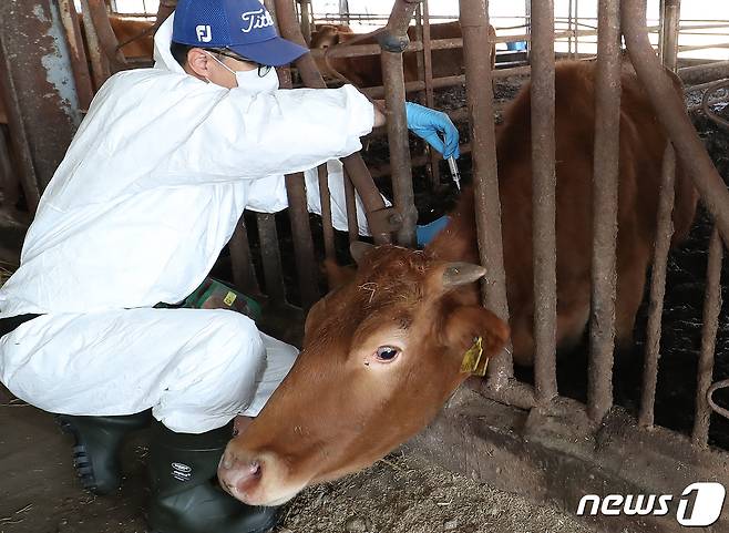 한 축산 농가에서 소 바이러스성 감염병인 '럼피스킨병' 백신 접종이 이뤄지고 있다. 자료사진/뉴스1 DB