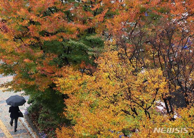 [서울=뉴시스] 배훈식 기자 = 전국에 가을비가 내린 5일 오전 서울 종로구 정부서울청사 앞마당에서 우산을 쓴 사람이 곱게 물든 단풍 아래로 걸어가고 있다. 2023.11.05. dahora83@newsis.com