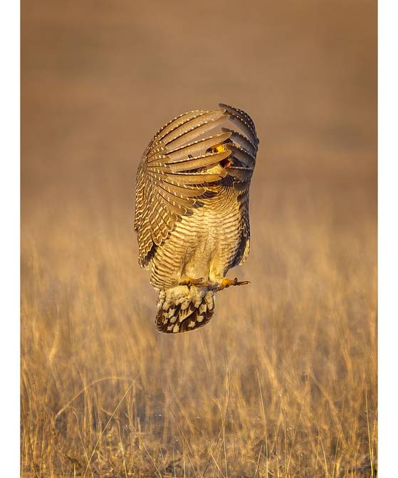 까꿍(PEEK-A-BOO) Mike Krehbiel, United States