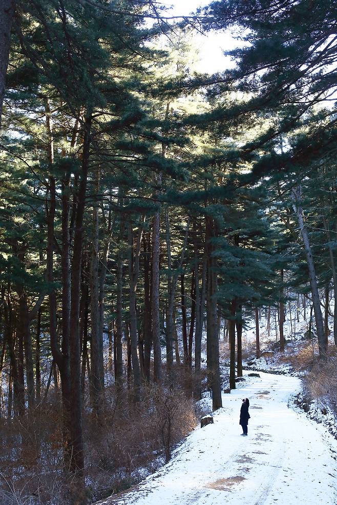 겨울이 오고 눈이 내려도 잣나무 숲은 푸르기만 하다. 가평 축령산 자락에 조성된 80년 된 잣나무 숲을 만나는 경기도잣향기푸른숲. /양수열 영상미디어 기자