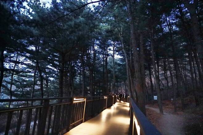 잣나무 산림욕을 즐길 수 있는 서울 호암산 '호암늘솔길'. 야간에도 조명이 설치돼 걷기 좋다. /금천구