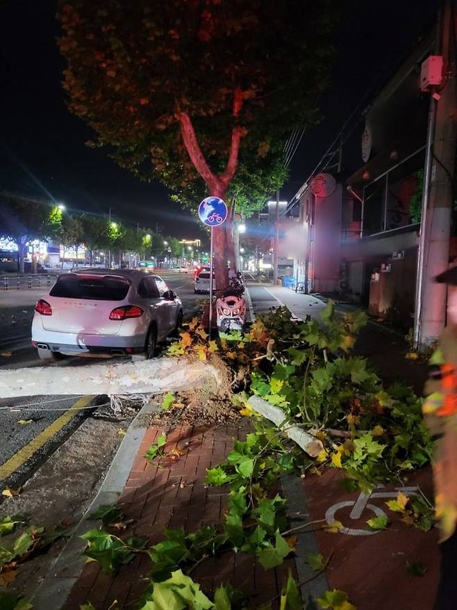 [대구=뉴시스] 6일 오후 11시43분께 대구 수성구 상동의 한 도로에 나무가 쓰러져 소방당국이 안전조치를 취하고 있다. (사진=대구소방안전본부 제공) 2023.11.07. photo@newsis.com *재판매 및 DB 금지