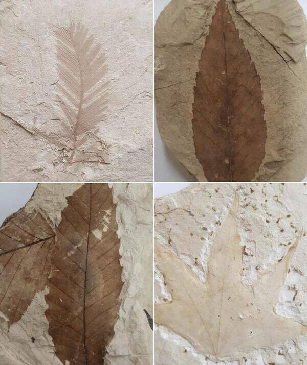 (왼쪽 상단부터 시계 방향으로) 메타세쿼이아 화석, 너도밤나무 화석, 단풍나무 화석, 참나무 화석.