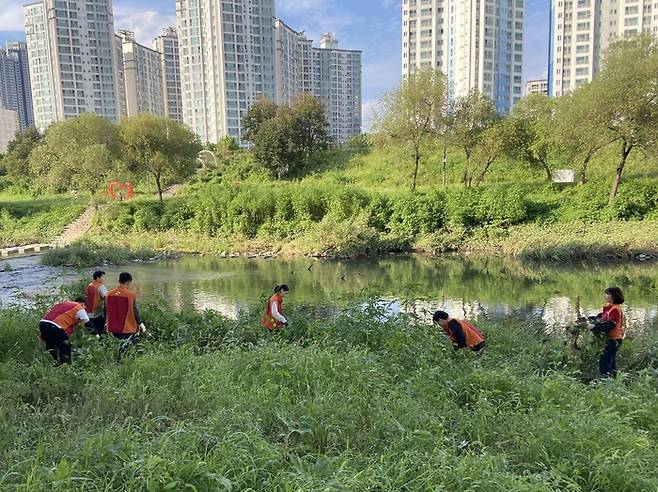 SK에코플랜트 직원들의 청계천 유해식물 제거 봉사활동 모습. SK에코플랜트