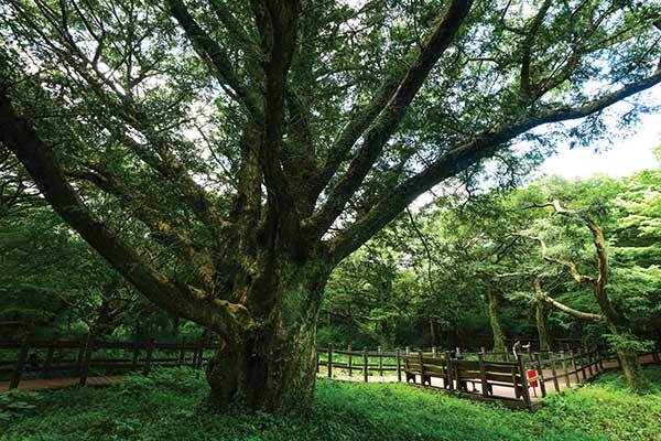 비자림의 새천년비자나무.