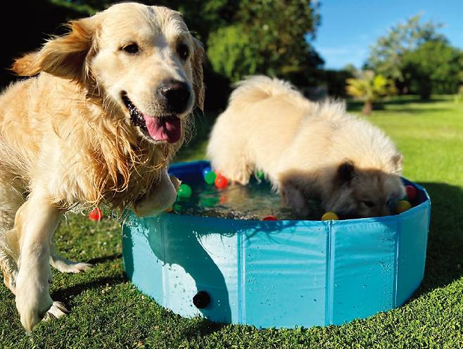 욕조나 간이 수영장에 물을 약간 채운 뒤 얼린 간식과 장난감을 띄워주면 반려견의 땅 파기 욕구를 충족해줄 수 있다. [GETTYIMAGES]
