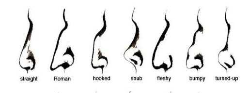 여러 형태의 코. [그림=Journal of Craniofacial Surgery, Volume 22, Number 3, May 2011]