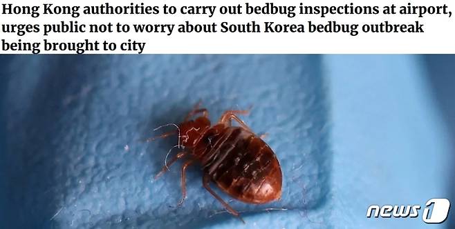 홍콩 보건당국이 한국에서 빈대가 들어오는 것을 방지하기 위해 공항에서 검사를 실시키로 하는 등 대응책 마련에 나섰다고 9일 홍콩 사우스차이나모님포스트지가 보도했다. 다만 홍콩 당국은 '빈대가 건강에 크게 해를 끼치진 않는다'며 지나치게 염려할 필요는 없다고 했다.  (SCMP 갈무리) ⓒ 뉴스1