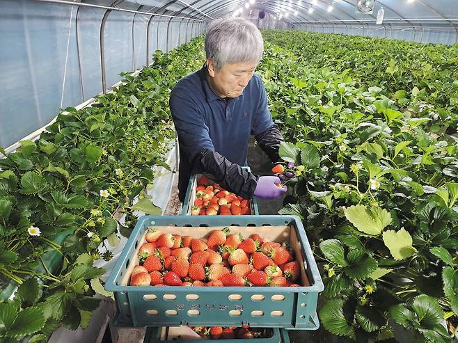 충남 논산에서 딸기 농사를 하는 류동진씨가 9일 오전 4시 자신의 비닐하우스에서 딸기를 수확하고 있다. 류씨가 새벽에 딴 딸기는 당일 오전 내로 대형마트 각 지점으로 직배송된다. /이태동 기자