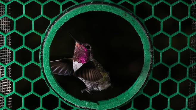 미국 버클리 캘리포니아대 연구진이 벌새가 좁은 틈을 지나가기 위한 비행 패턴을 찾아냈다. 날개를 접지 못하는 벌새는 날개를 몸 뒤로 붙여 면적은 최소화한 채로 '탄도비행'해 좁은 틈을 통과했다./마크 배저