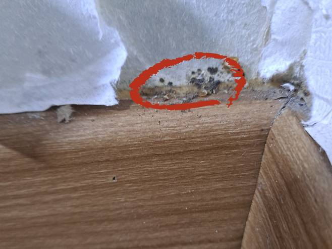 빨간색 원안이 빈대 배설물이다. [정의석 원스톱방역 대표 제공]