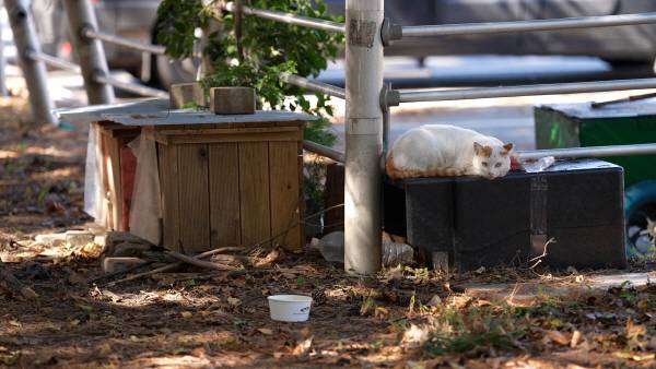 을숙도 고양이 급식소에서 쉬고 있는 고양이. 사진=오미래PD