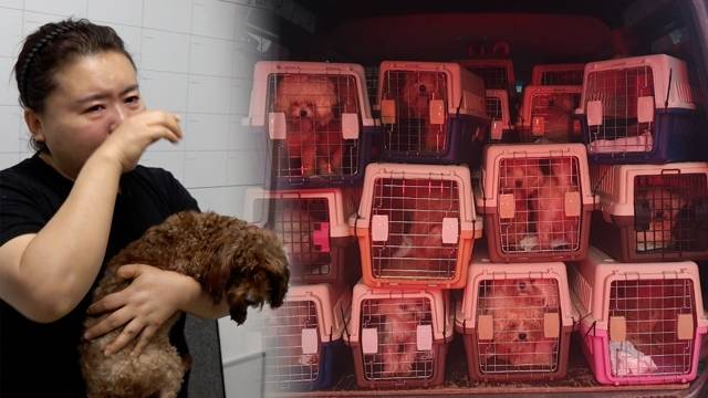 동물구조단체 다솜 김준원 대표가 지난 8월 구조한 광주 펫숍의 폐견 44마리 사연을 소개하며 눈물을 닦는 모습. 펫숍 업자들은 분양 시기를 놓쳐 진열대에서 한두 살 성견으로 자란 개를 가리켜 폐견이라 부른다. 폐견은 대부분 불법 처리업자에게 넘겨지거나, 극소수는 동물단체에 인계된다. 동물구조단체 다솜 제공