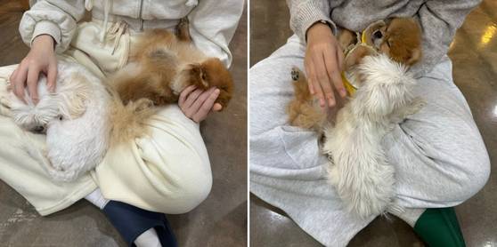 장 씨 자매의 품에 안긴 유기견들. 왼쪽부터 마요, 와플, 옹심, 두유. 〈사진=한류경 기자〉