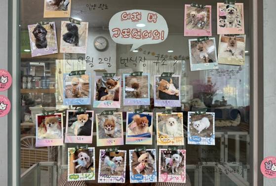 유리문에 번식장 구조견들의 사진이 붙어 있다. 일부 구조견들은 입양이 완료됐다. 〈사진=한류경 기자〉