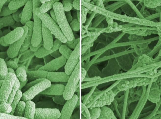일반적인 녹농균(왼쪽 사진)과 ‘바이오필름’이 뚫리면서 전반적인 형태가 망가진 녹농균. 스위스 연방재료과학기술연구소 제공