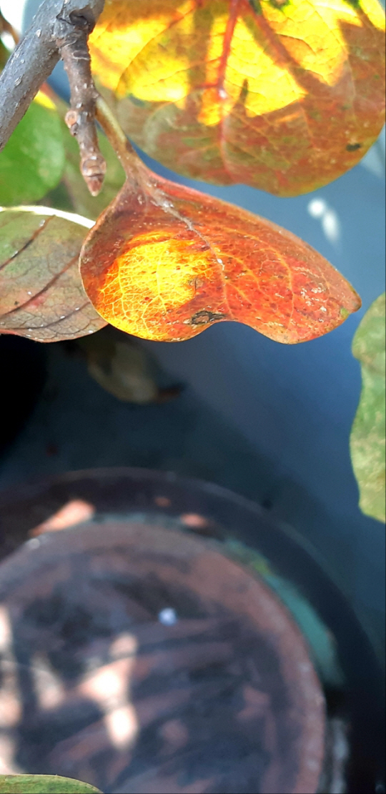 초겨울 감이 떨어진 후에도 장독대 감나무 잎은 햇살을 받아 단풍이 곱게 물들어 운치를 더한다.  2021년 11월 7일 경남 사천시  삼천포항 고향집에서